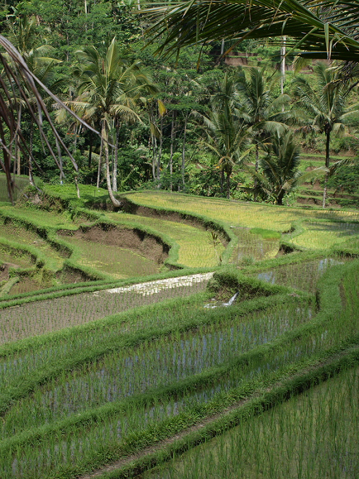 ricefield1.png