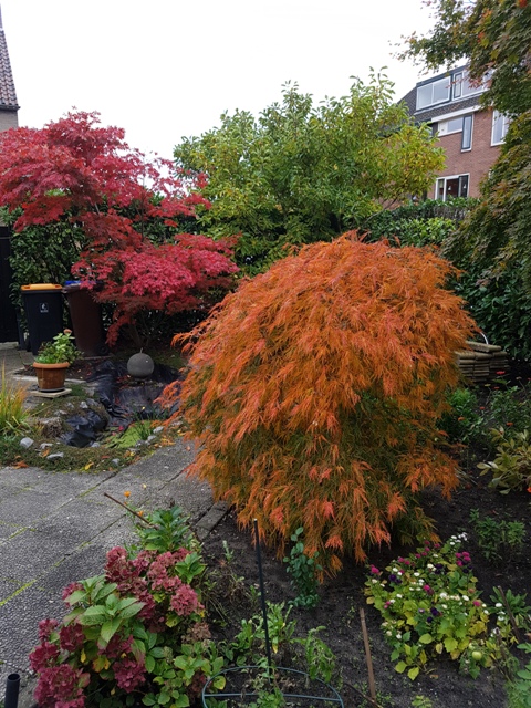 20201024_Onze-tuin.jpg