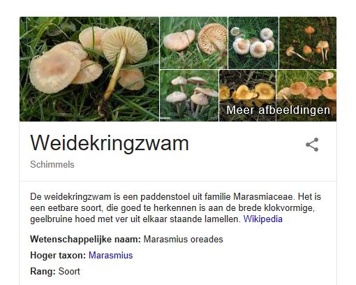 Weidekringzwam.JPG