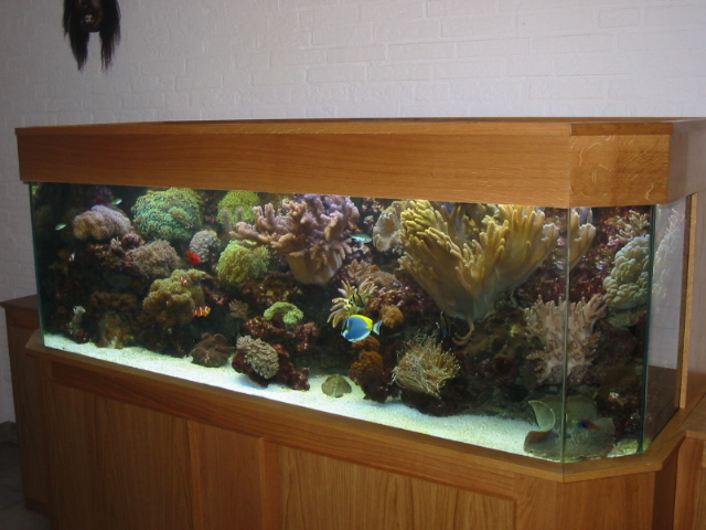 aquarium 051.jpg