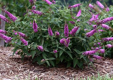 buddleja21.jpg