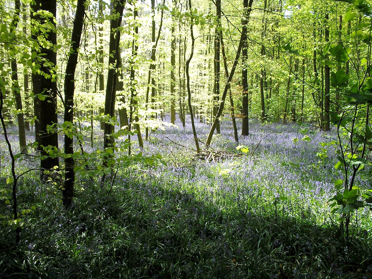 hallerbos.jpg